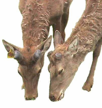 deer velvet