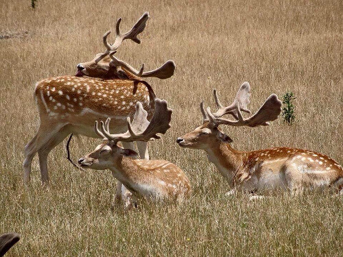 Tasmanian Fallow Deer