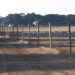 deer fencing