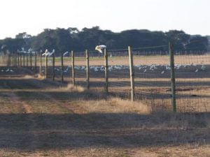 deer fencing