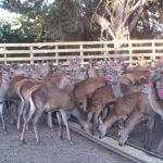 deer and fencing