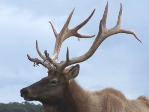 deer hard antler