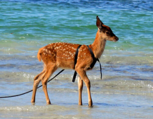deer on beach