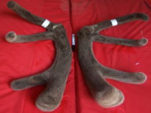 deer velvet