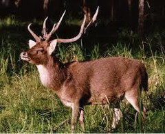 rusa deer