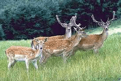 sika-deer
