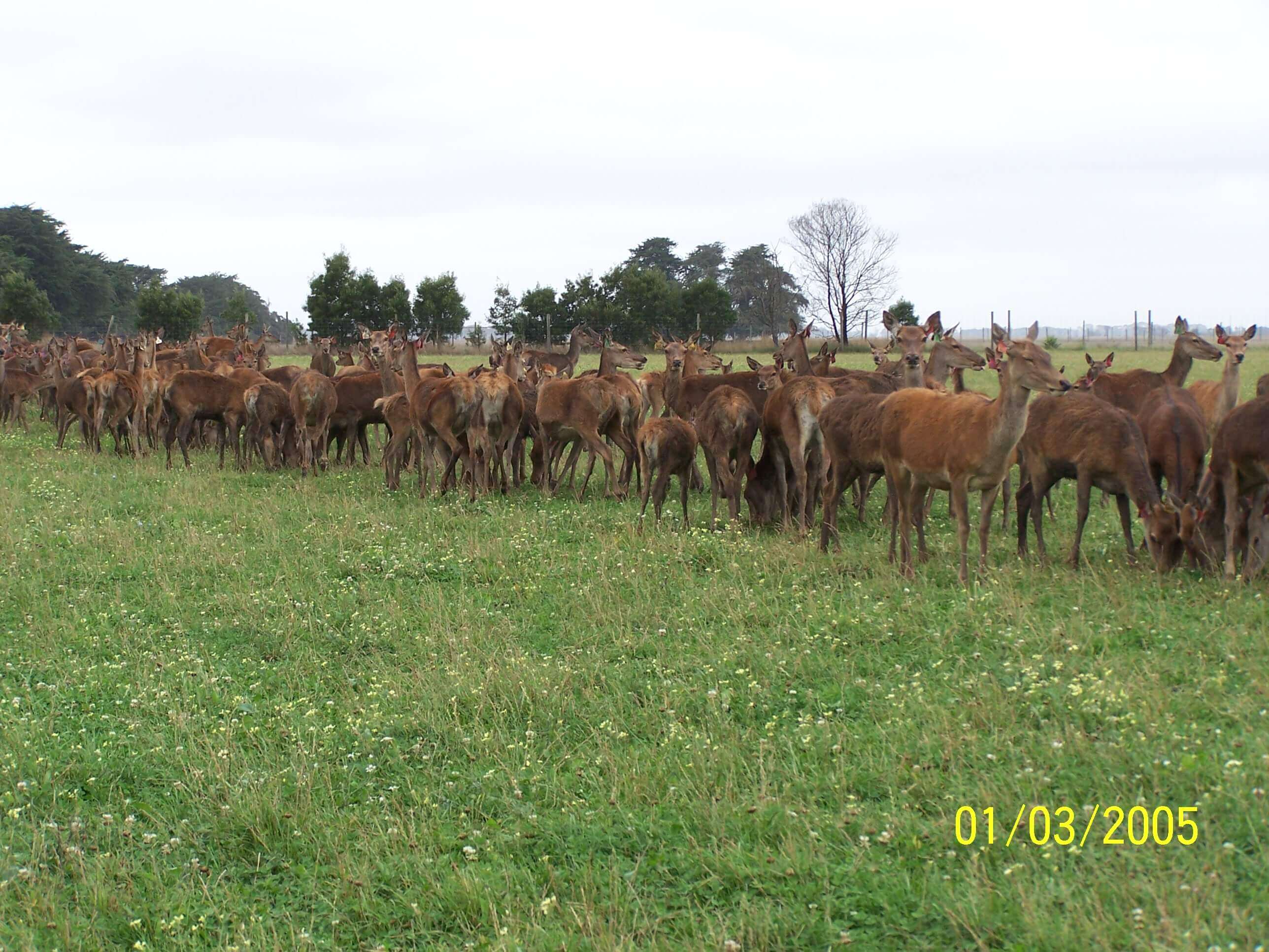 herd of deer