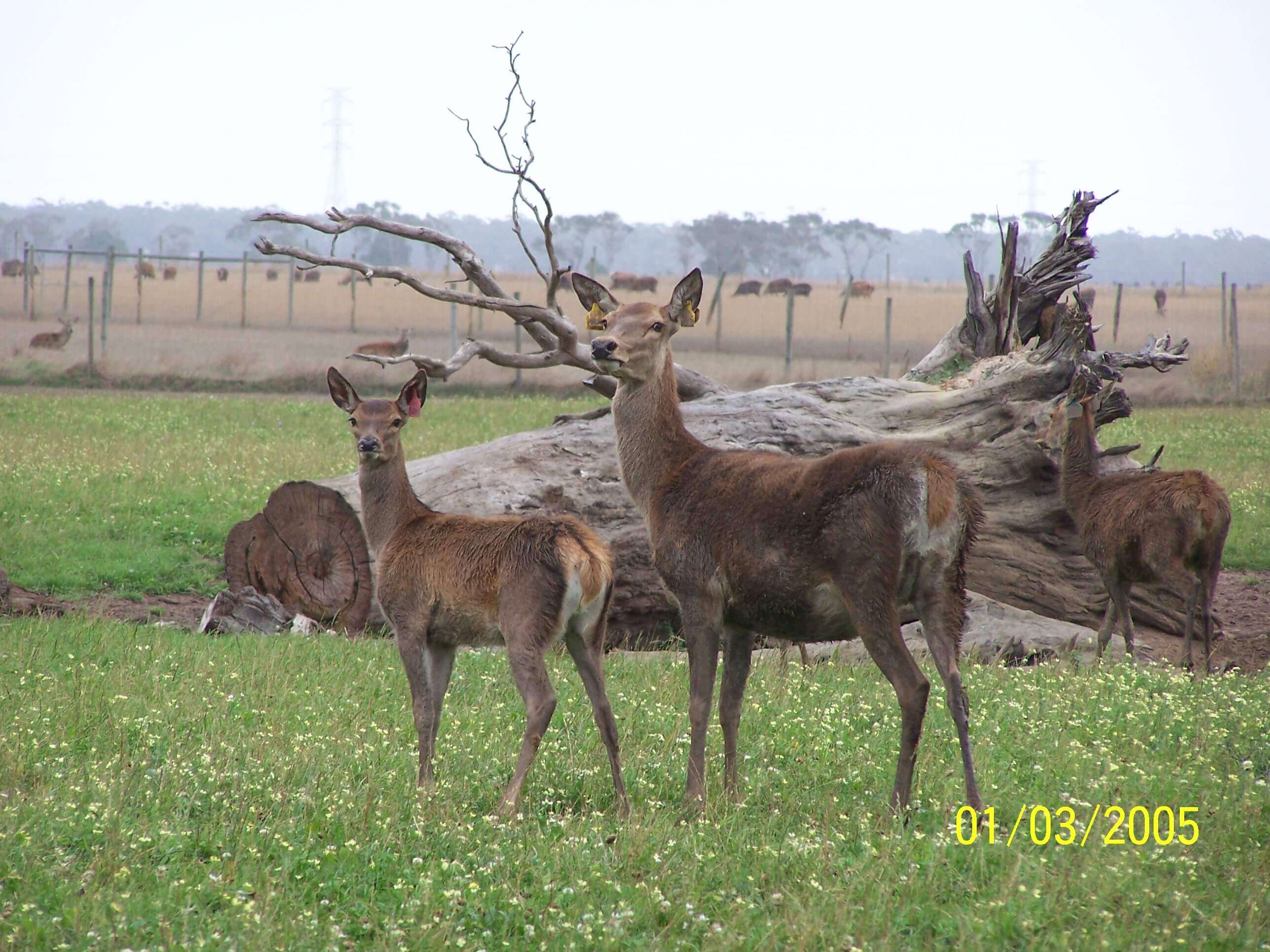 deer
