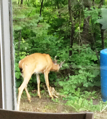 buck