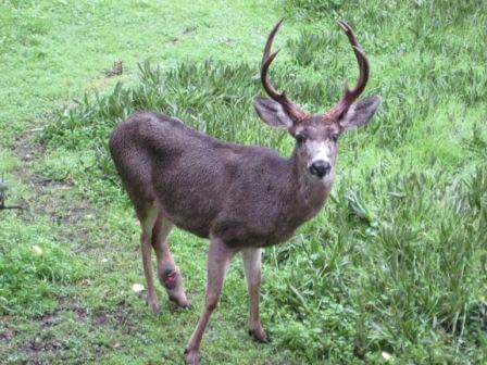 buck injury