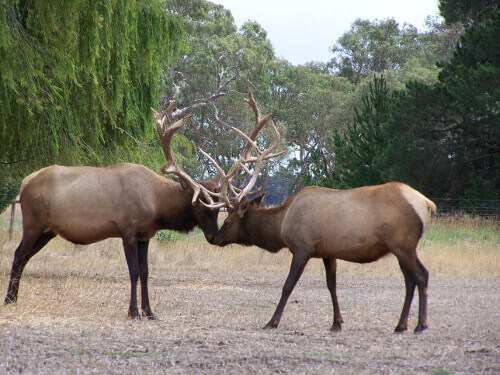 deers antler to antler