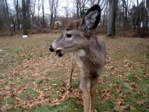 fawn right leg problem