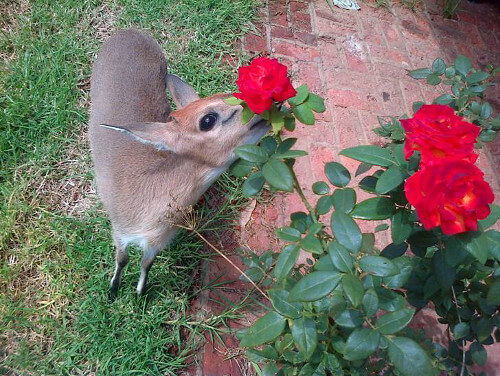 orphan duiker nova