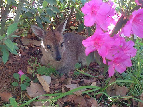 orphan duiker nova