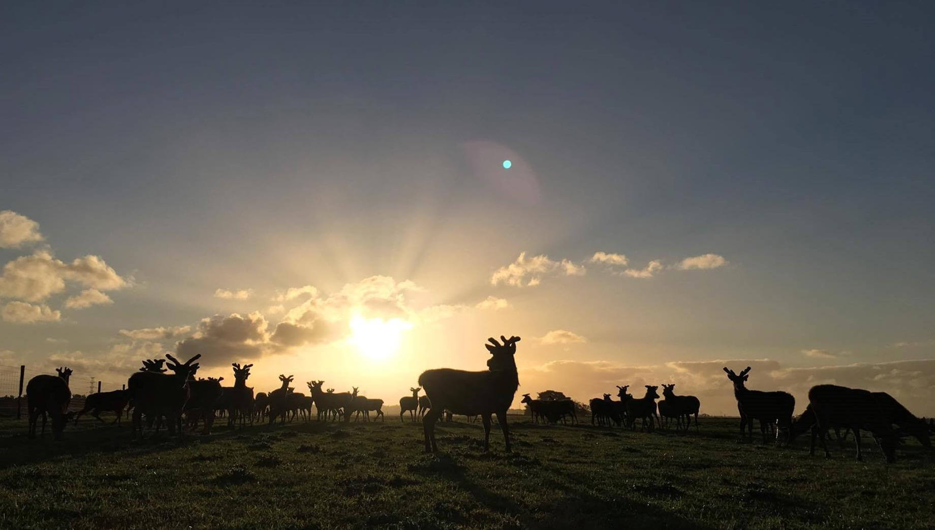 sunset stag compressed