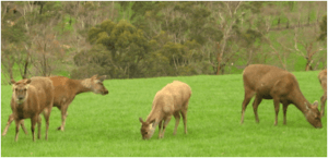 Yarra Valley Game Meat deer