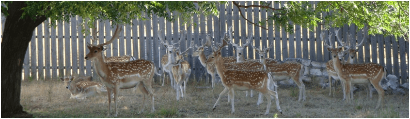 Birdwood Venison Deer